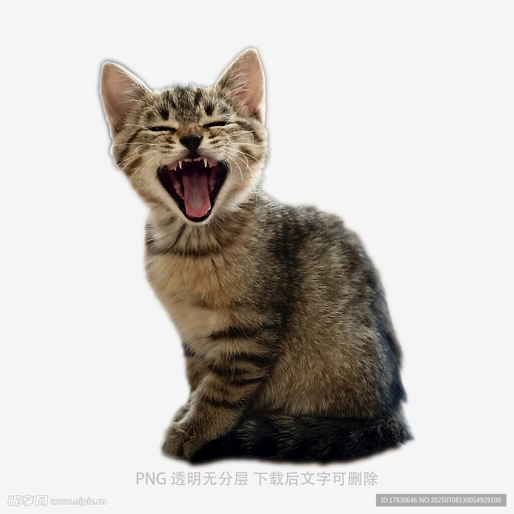 打哈欠的可爱小猫咪