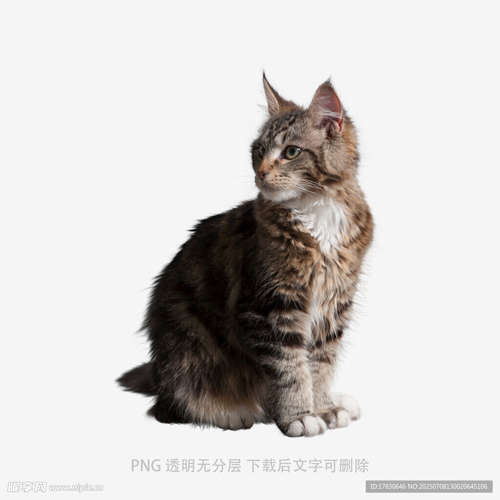 坐姿优雅的长毛斑纹猫咪