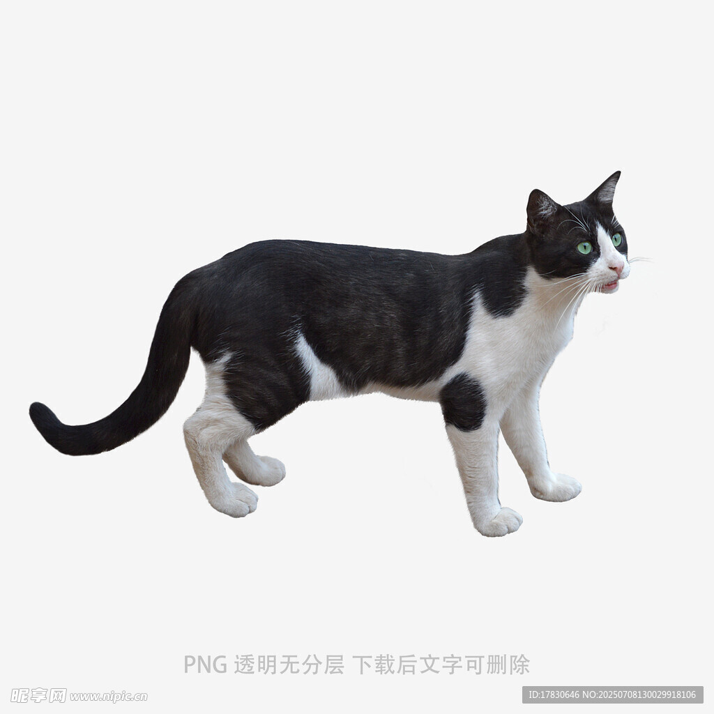 黑白花猫模型