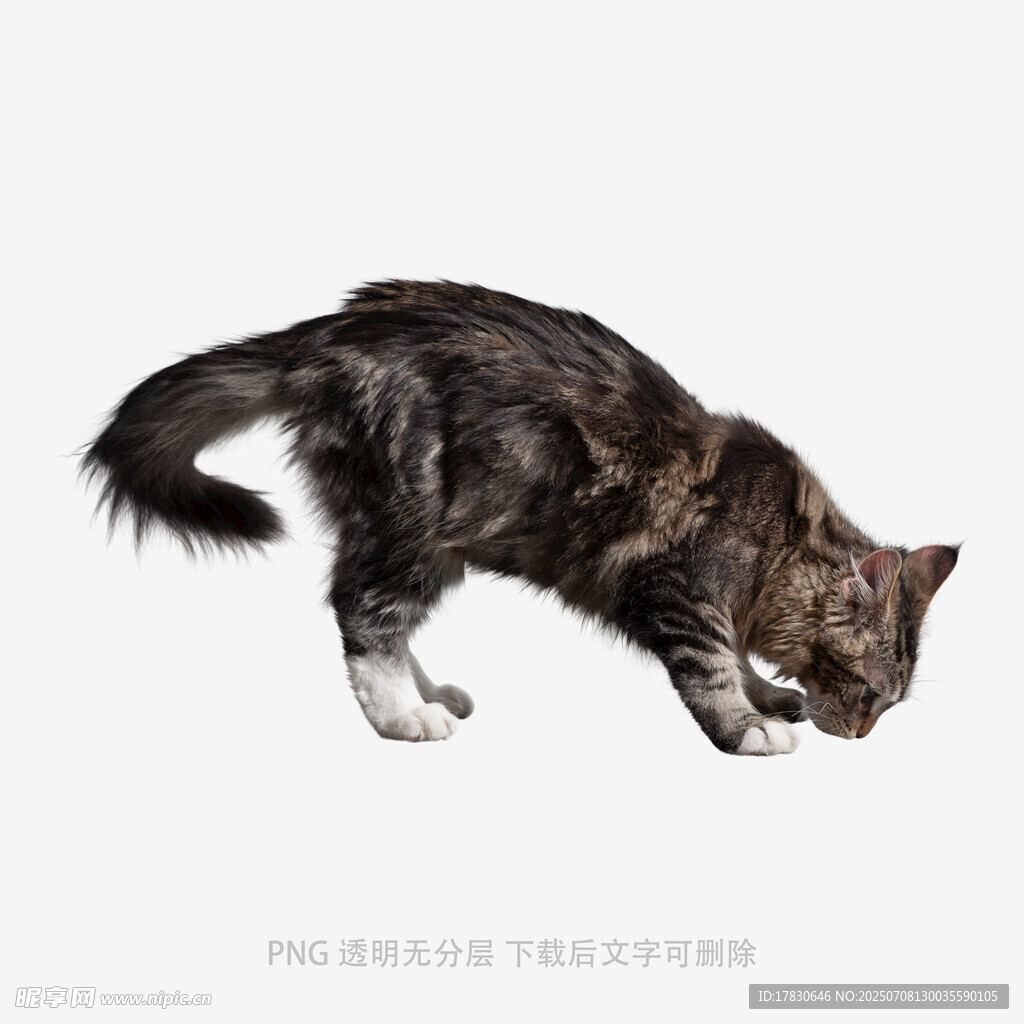 猫咪