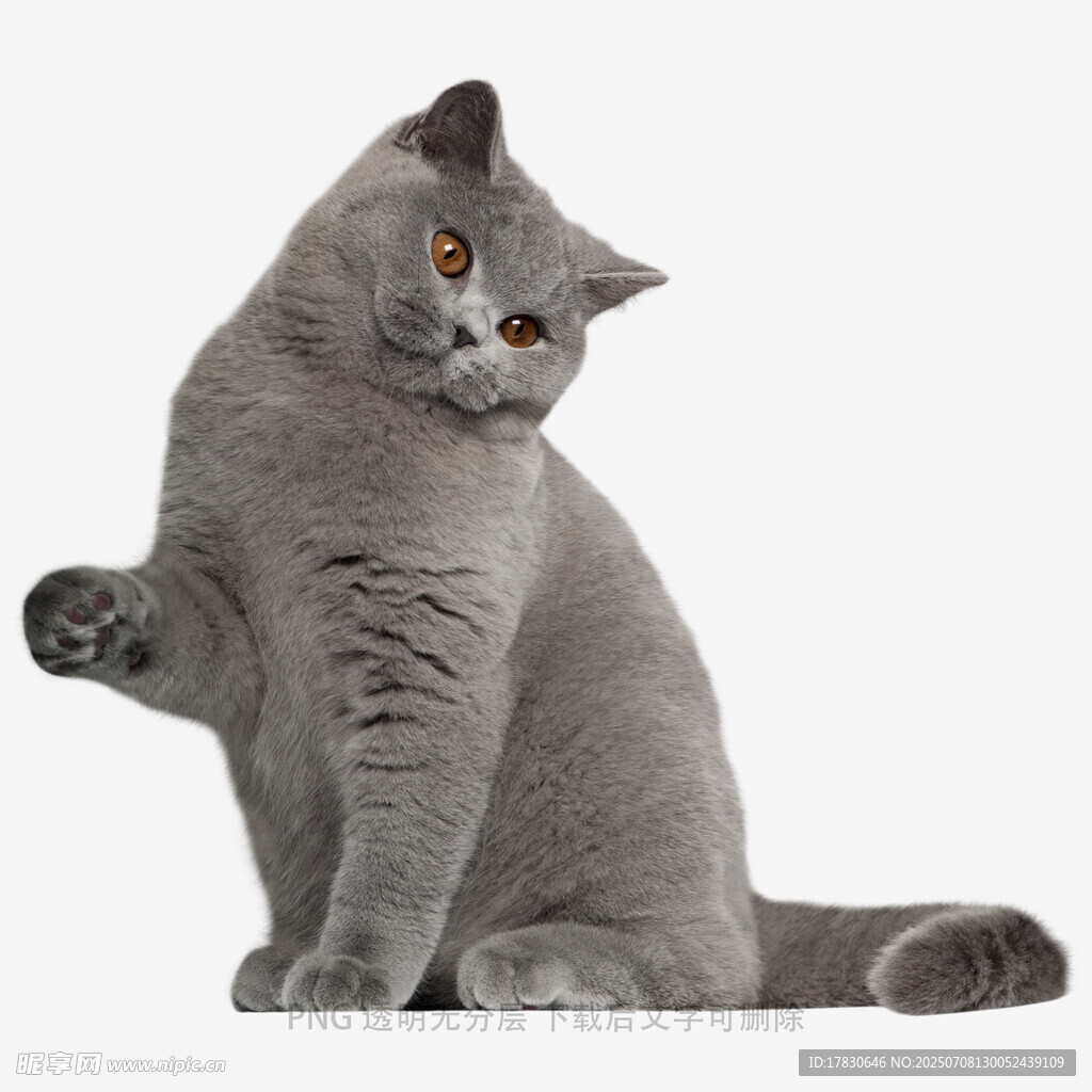 灰色猫咪俏皮挥手