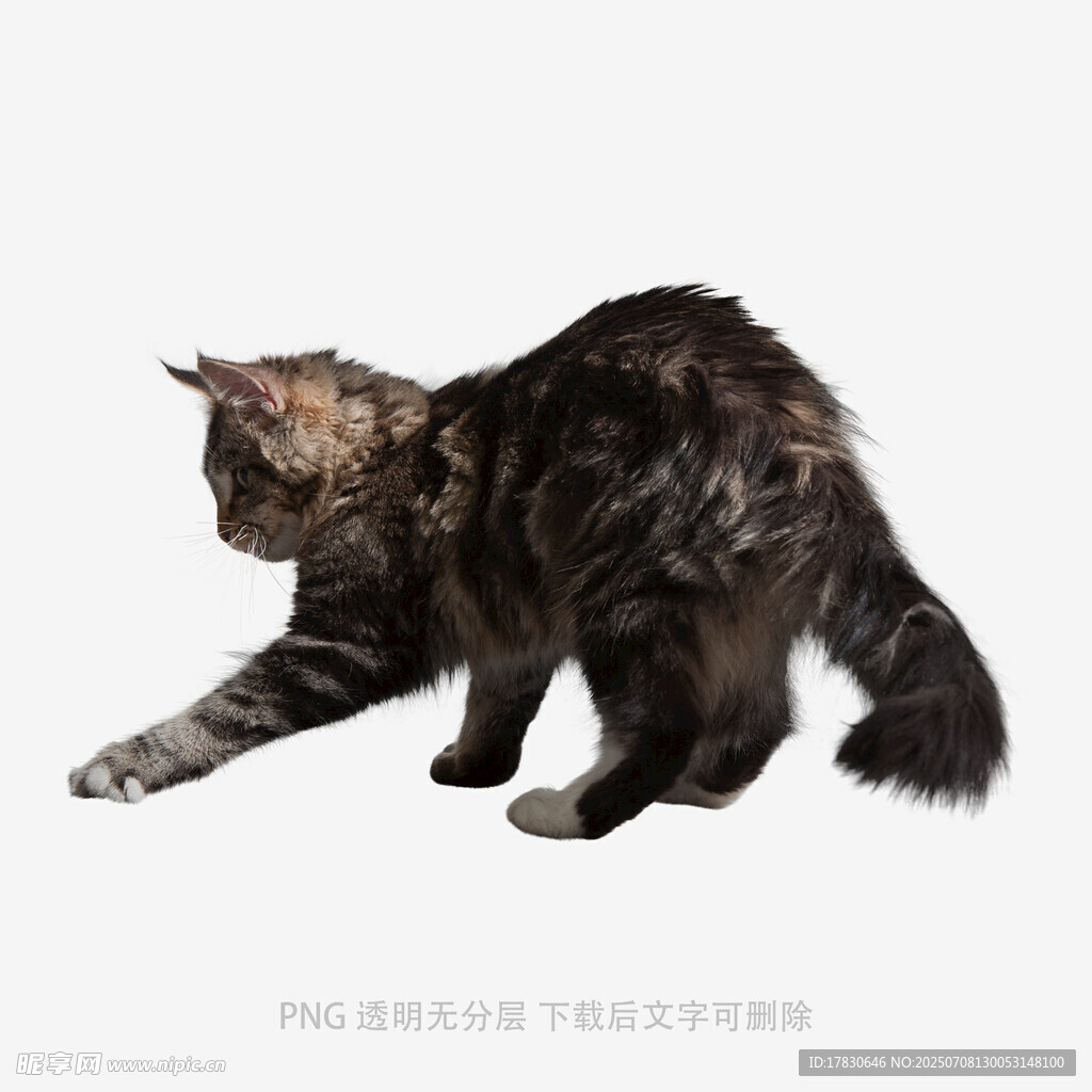 长毛猫伸展身姿