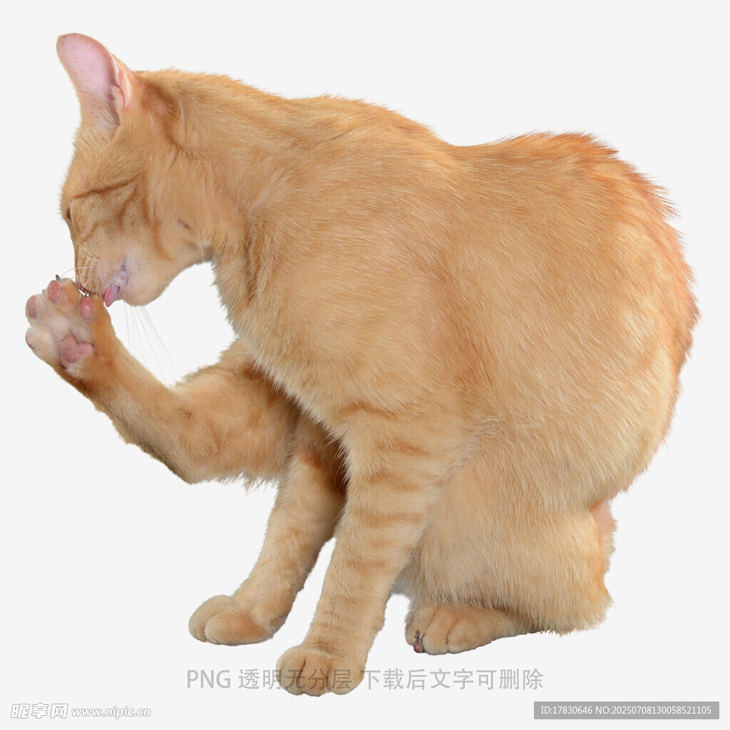 橘猫舔爪瞬间