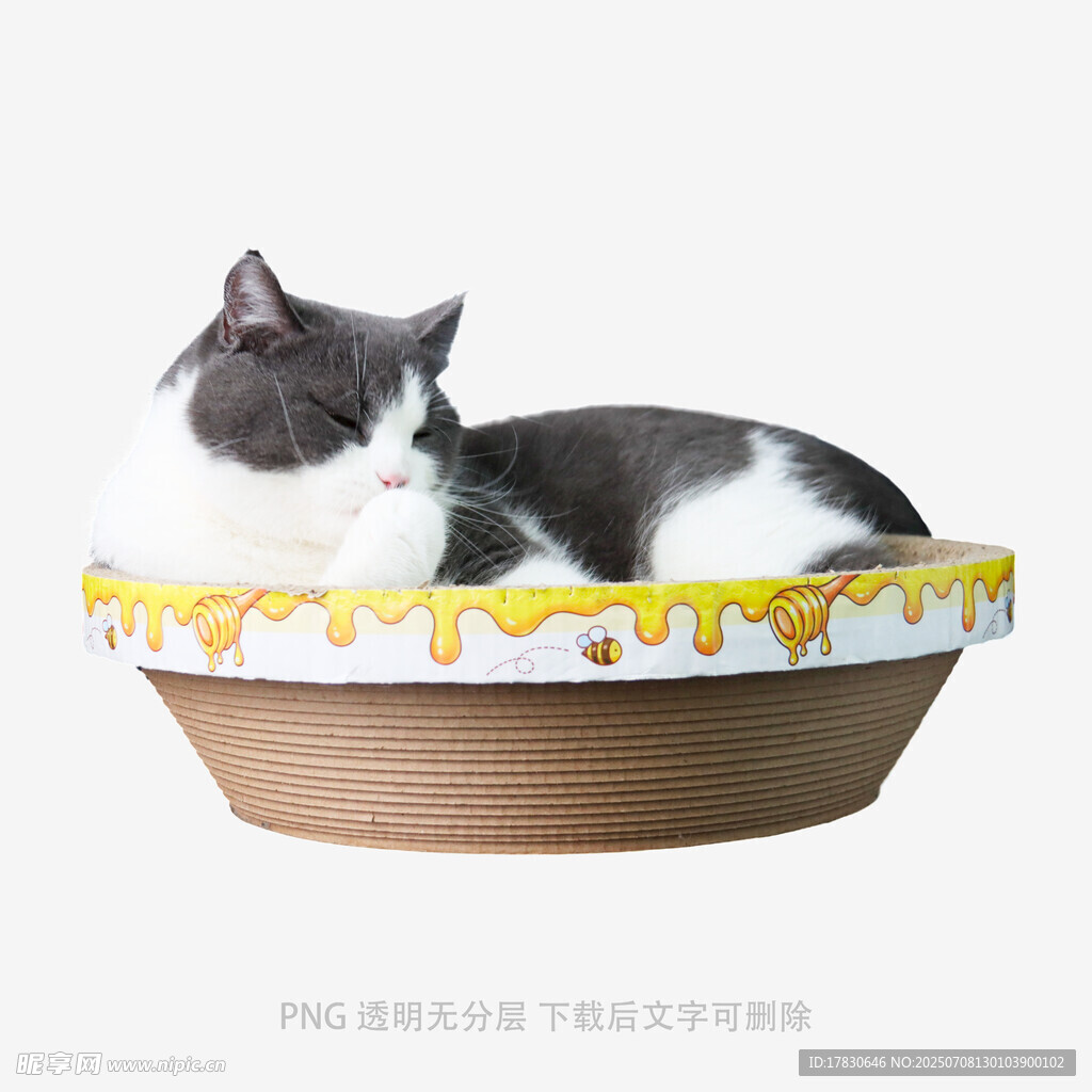 猫咪惬意躺卧在精美猫碗中