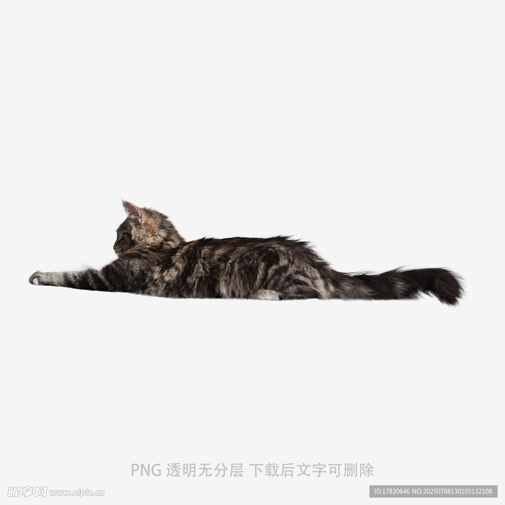 伸展的斑纹猫咪