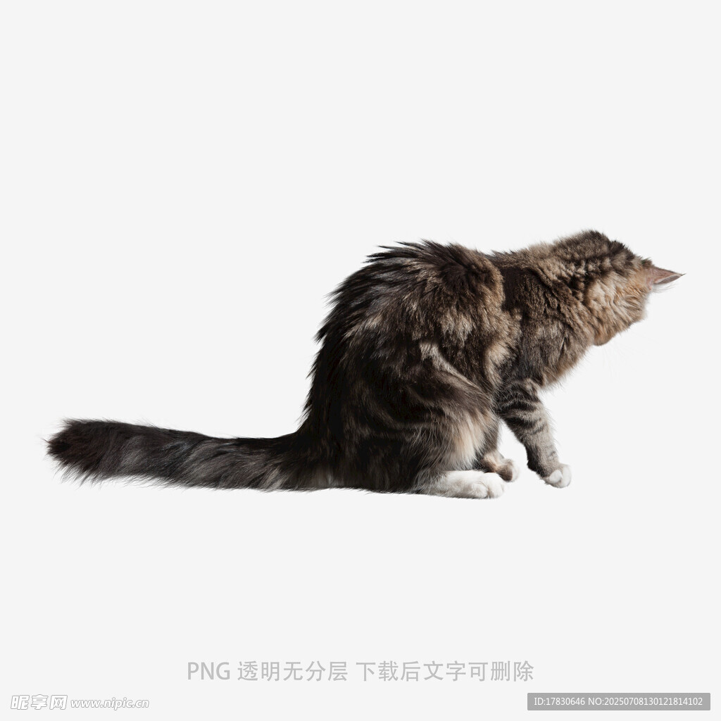 蹲坐的长毛猫