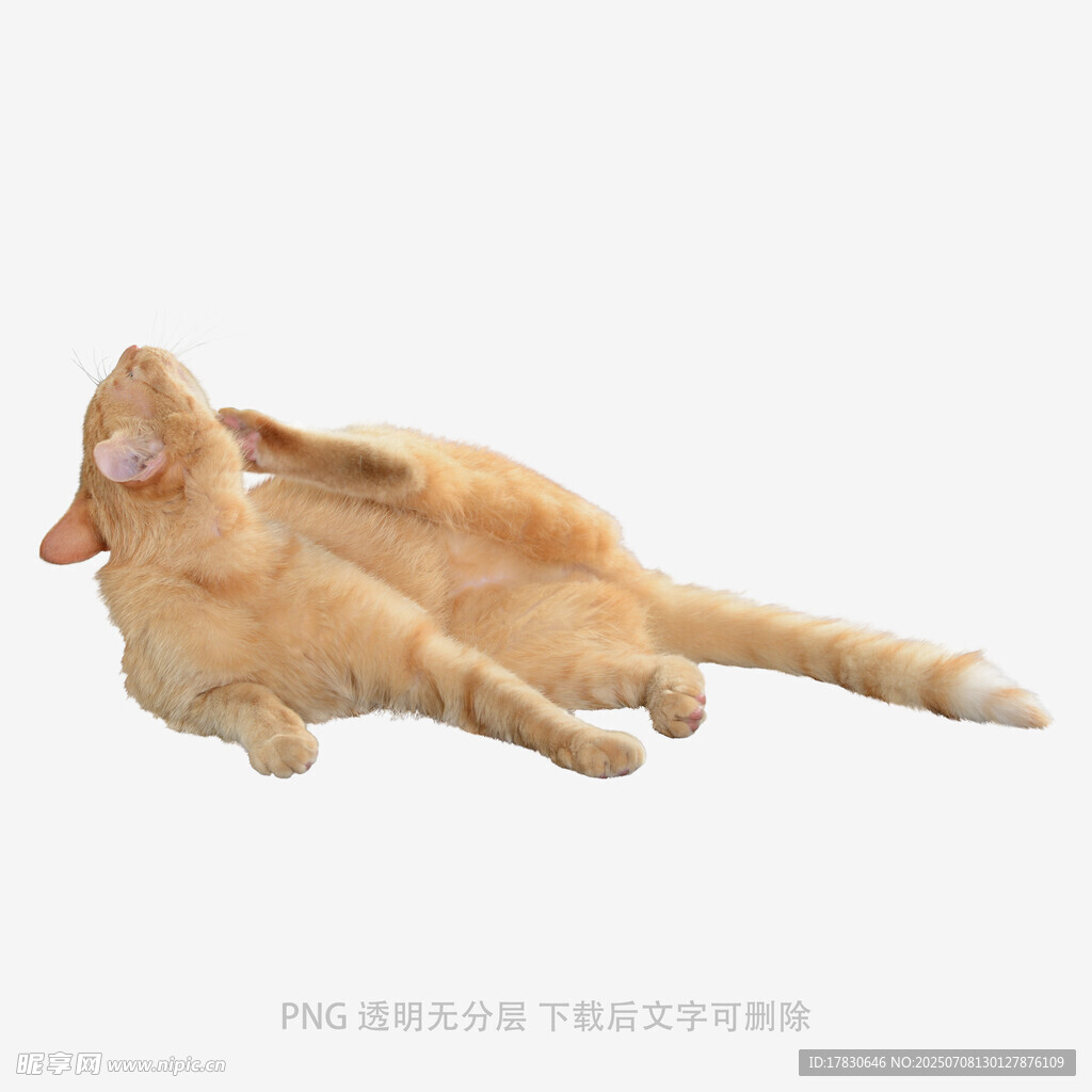橘猫惬意躺卧