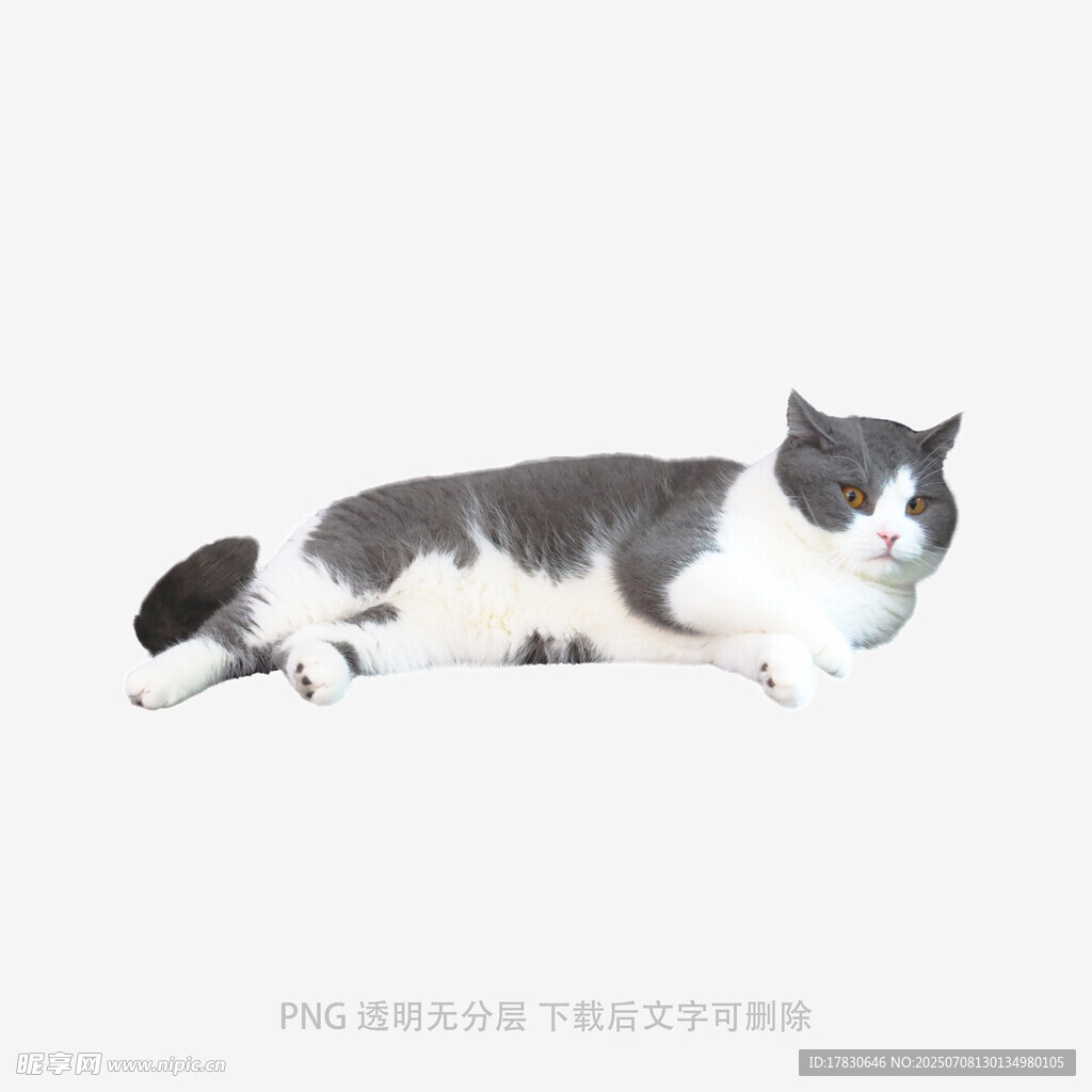 黑白猫咪慵懒趴卧