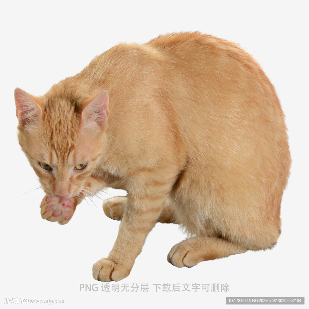 橘猫蹲坐舔毛瞬间