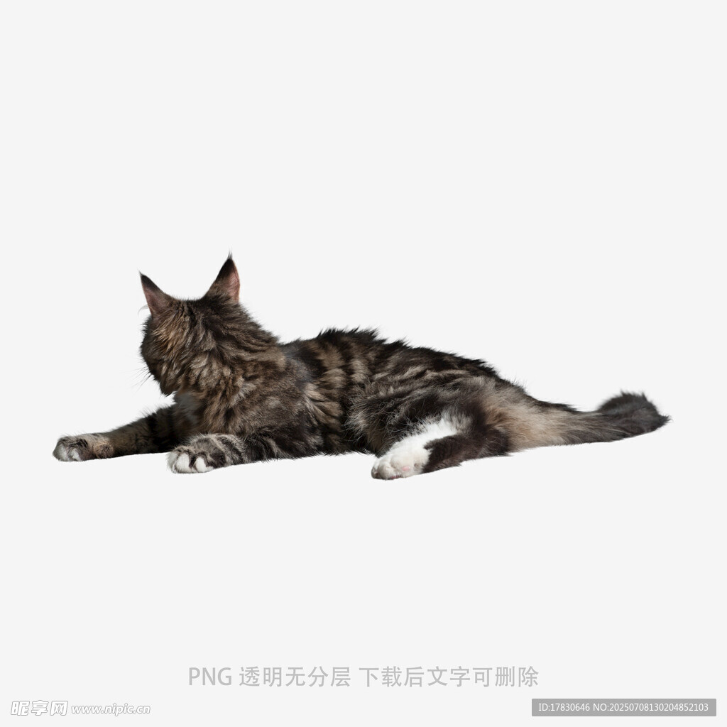 趴着的长毛猫