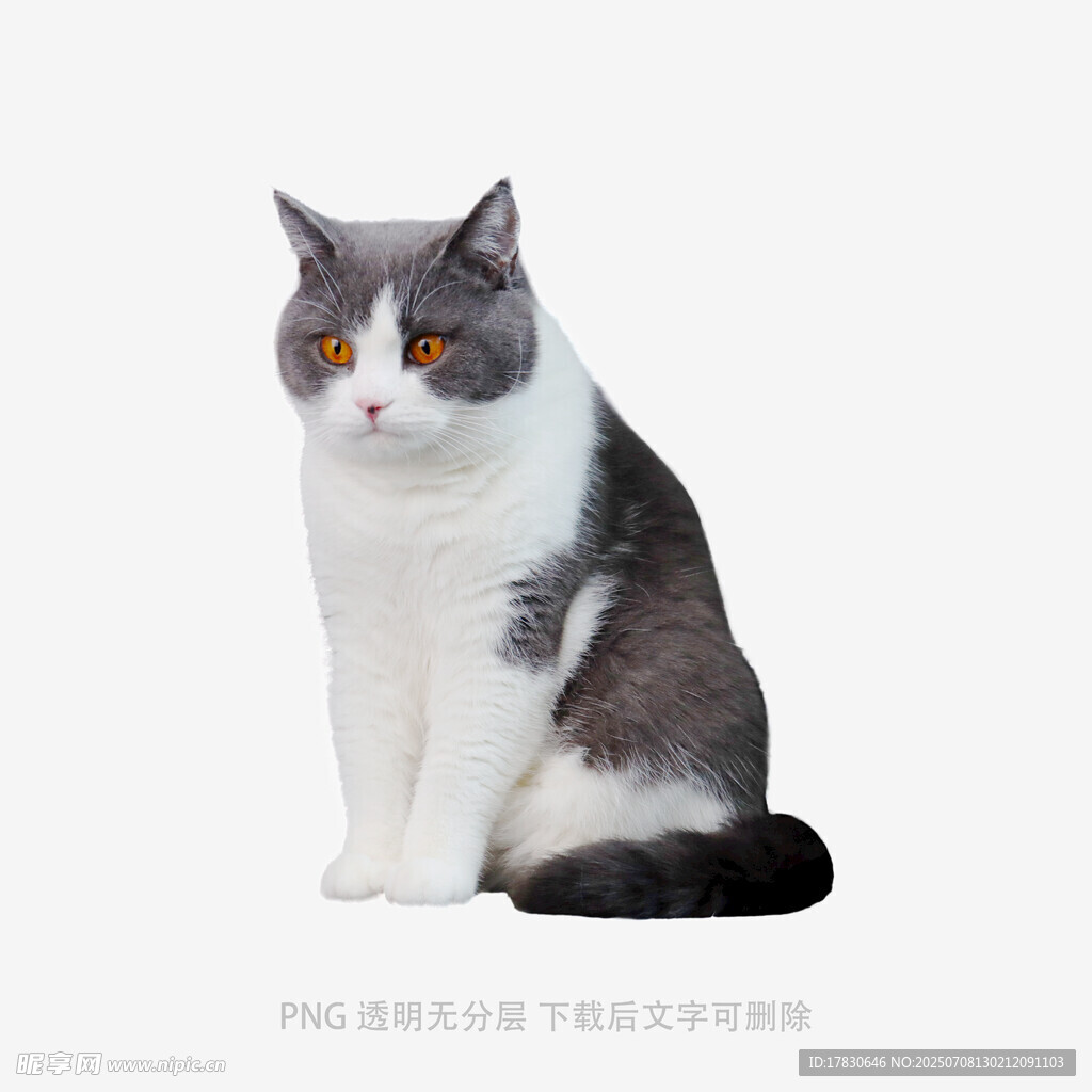 灰白猫咪端坐