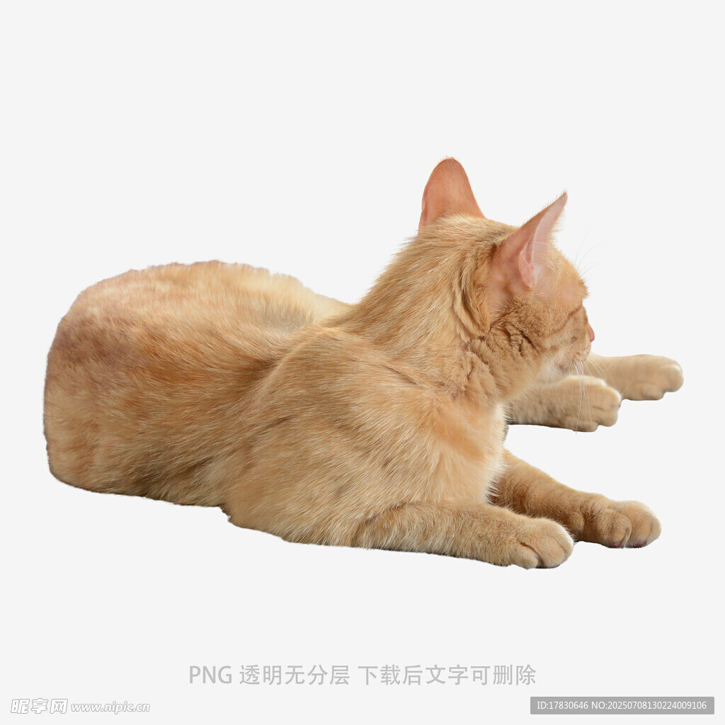 橘猫侧卧休憩