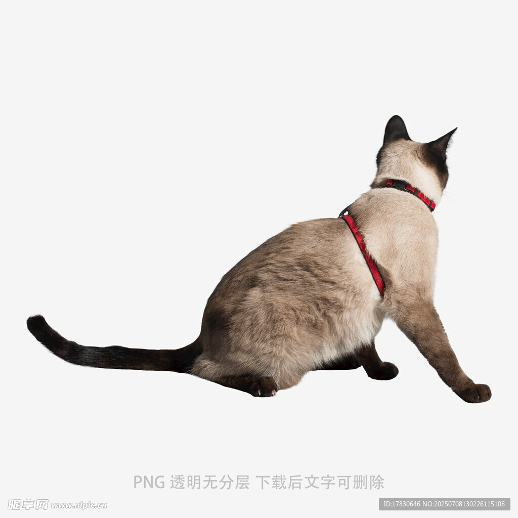 坐着的暹罗猫