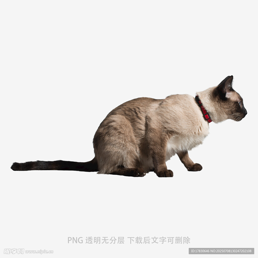 坐着的暹罗猫