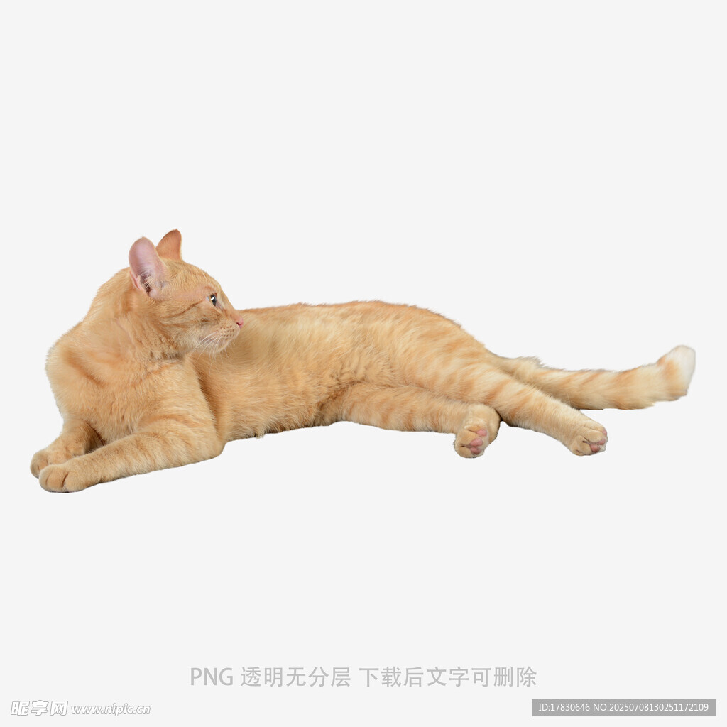 橘猫惬意躺卧