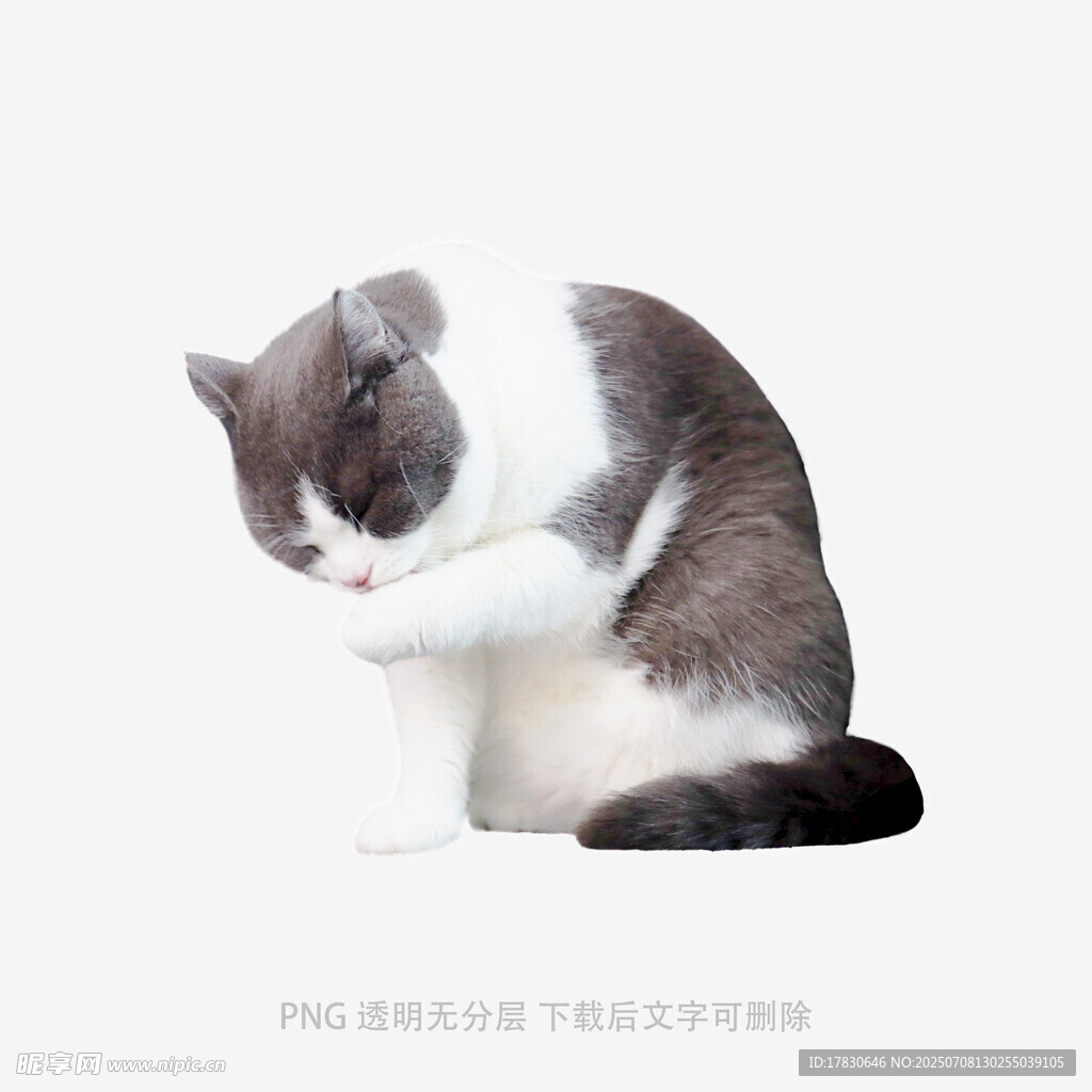 灰白猫咪专注舔毛瞬间