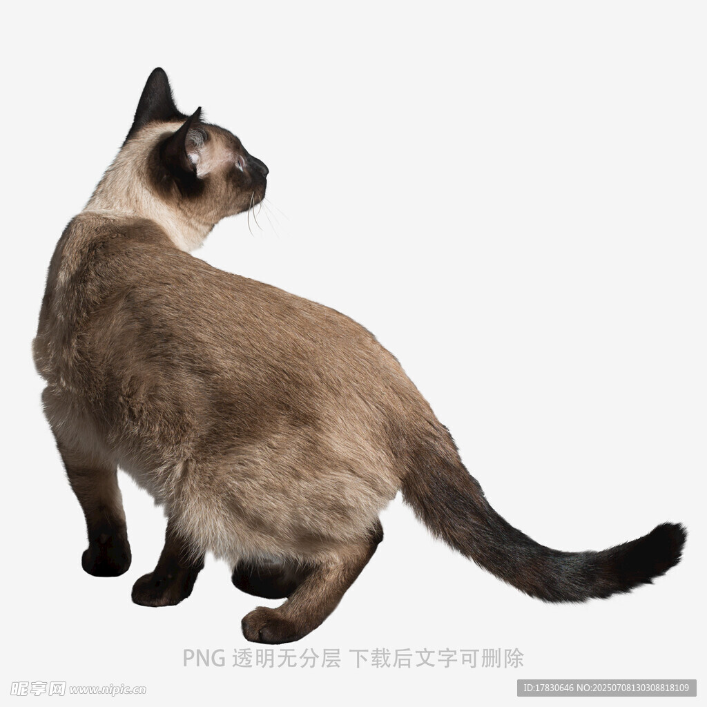暹罗猫背影特写