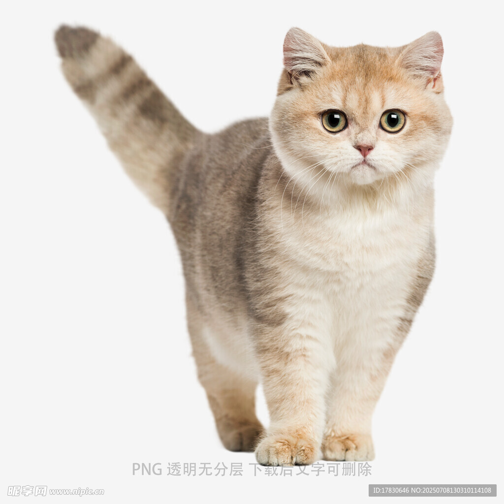 可爱短毛猫站立姿态展示