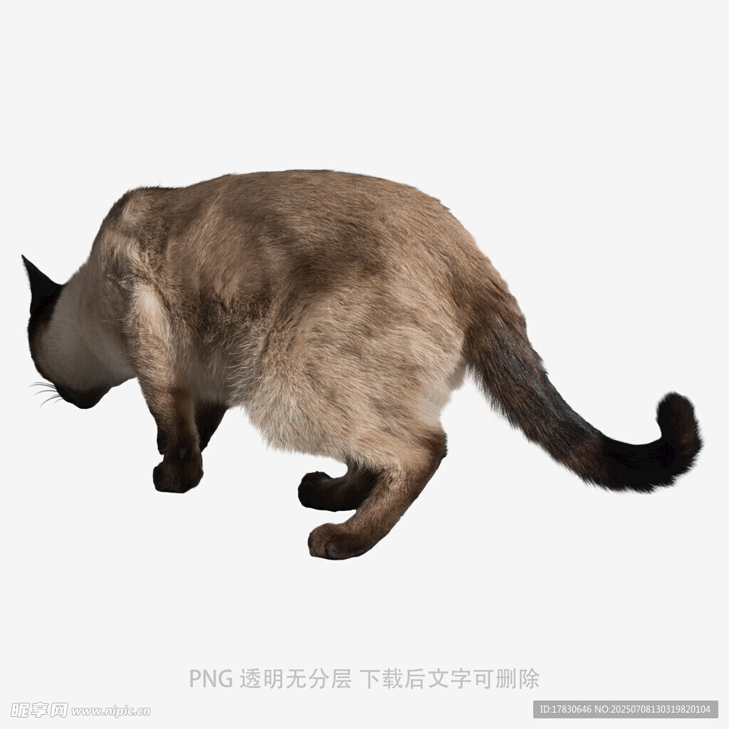 暹罗猫低头姿态特写