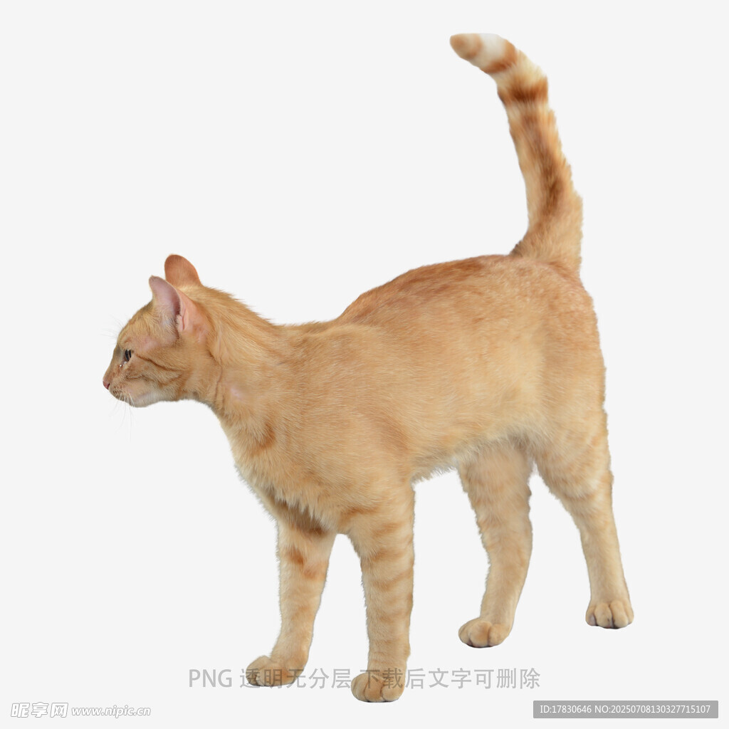 橘色猫咪站立姿态展示