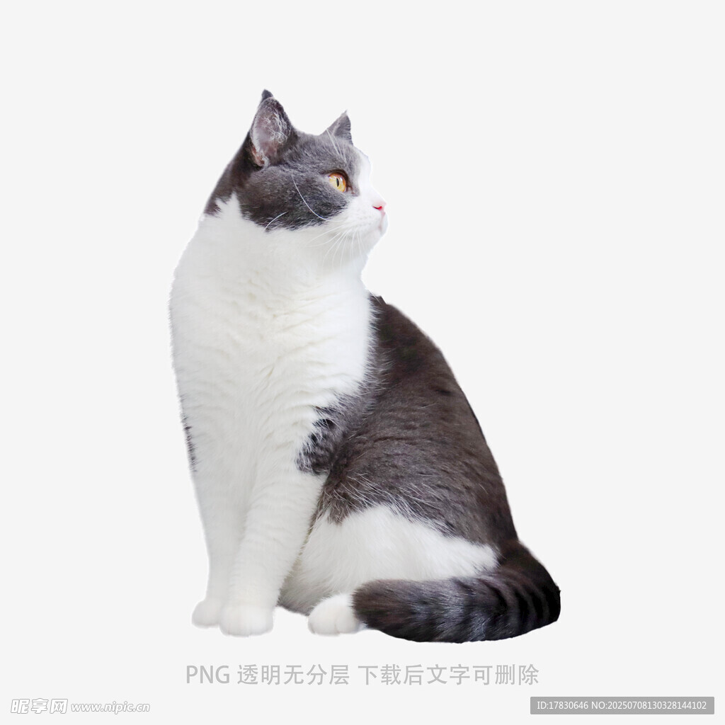 灰白猫咪端坐