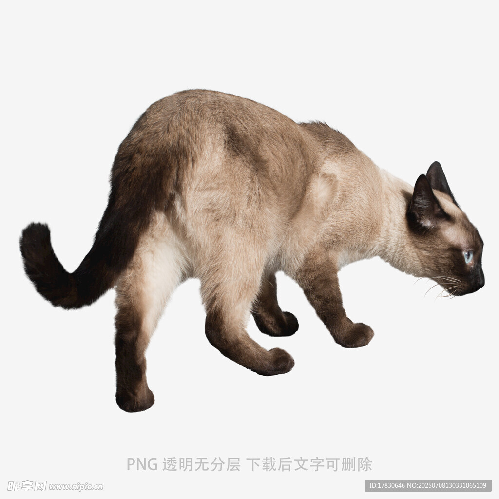 暹罗猫侧身行走姿态