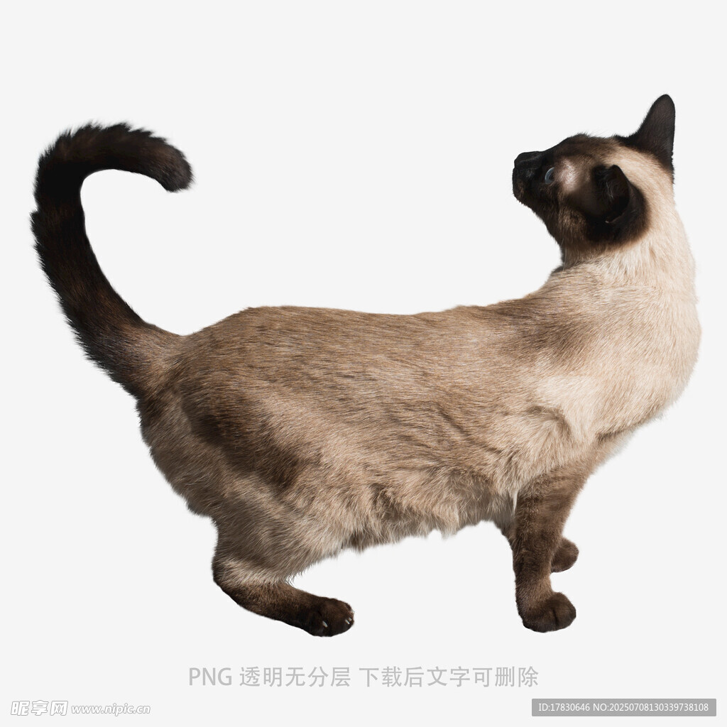 暹罗猫侧身优雅姿态