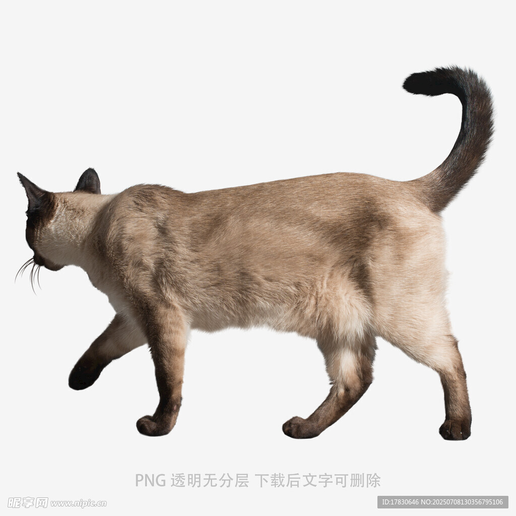 暹罗猫优雅行走