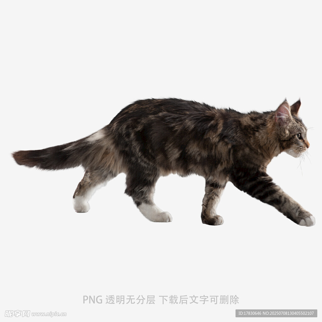 行走的斑纹猫咪