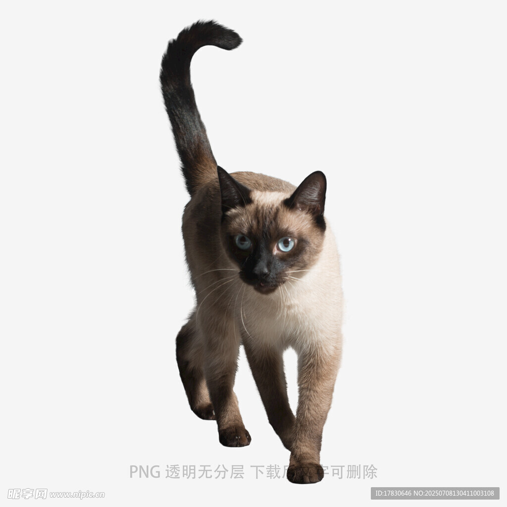 暹罗猫优雅行走