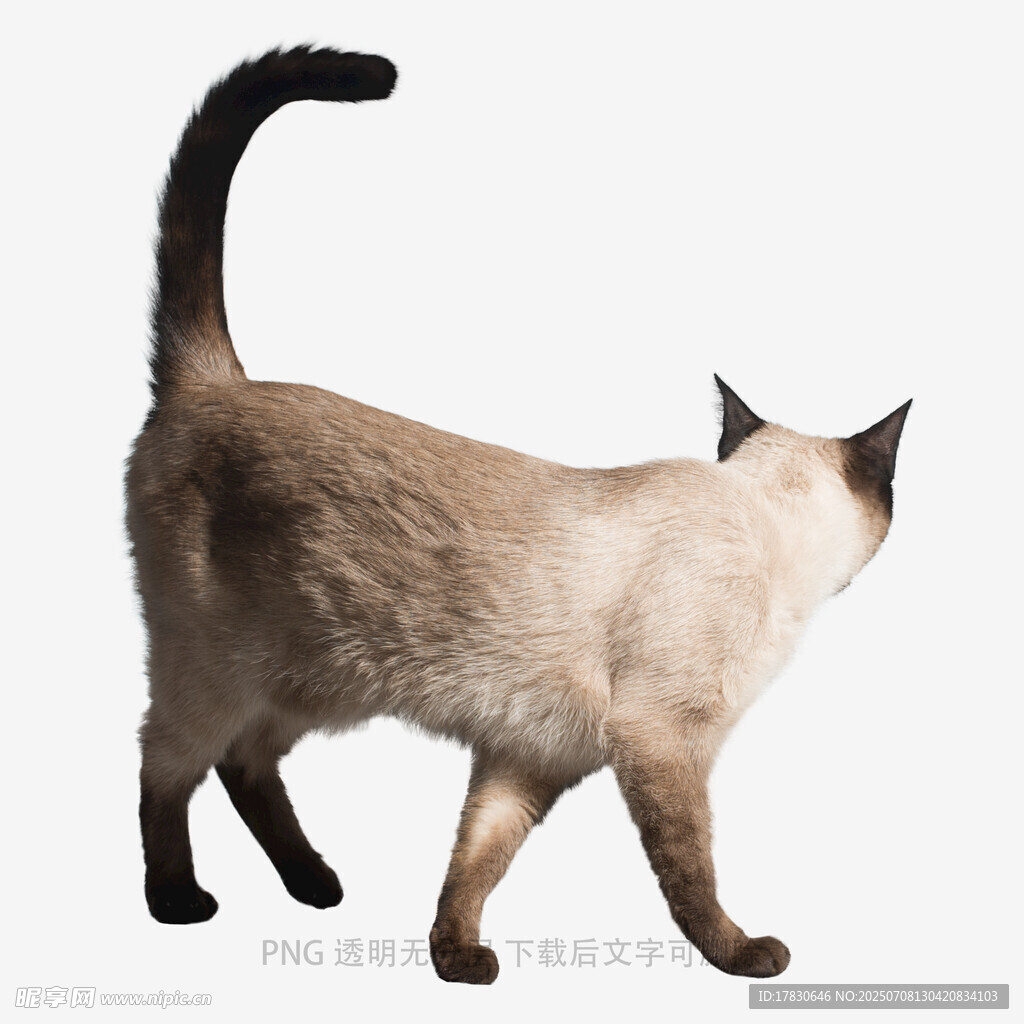 暹罗猫背影