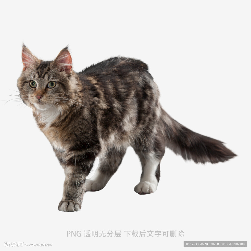 站立的长毛虎斑猫