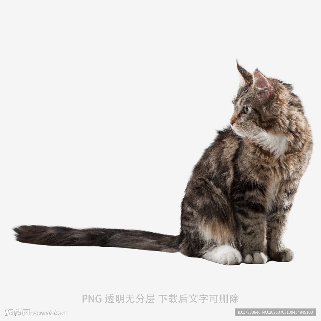 坐姿优雅的斑纹猫咪