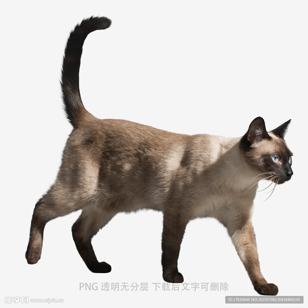 暹罗猫优雅行走