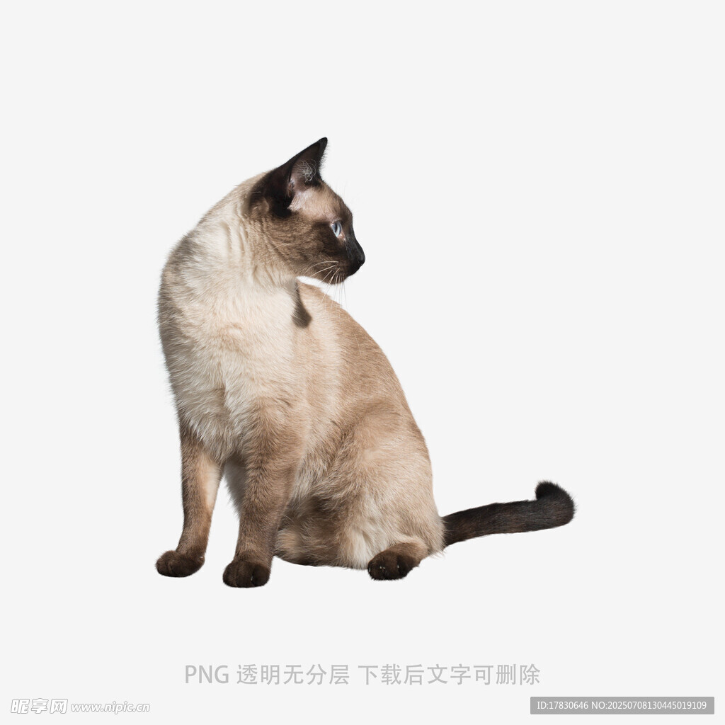 暹罗猫侧身优雅坐姿
