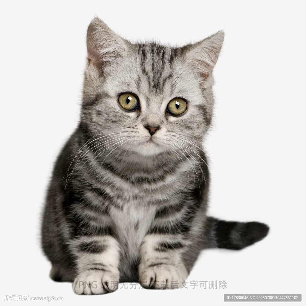 可爱灰纹猫咪端坐