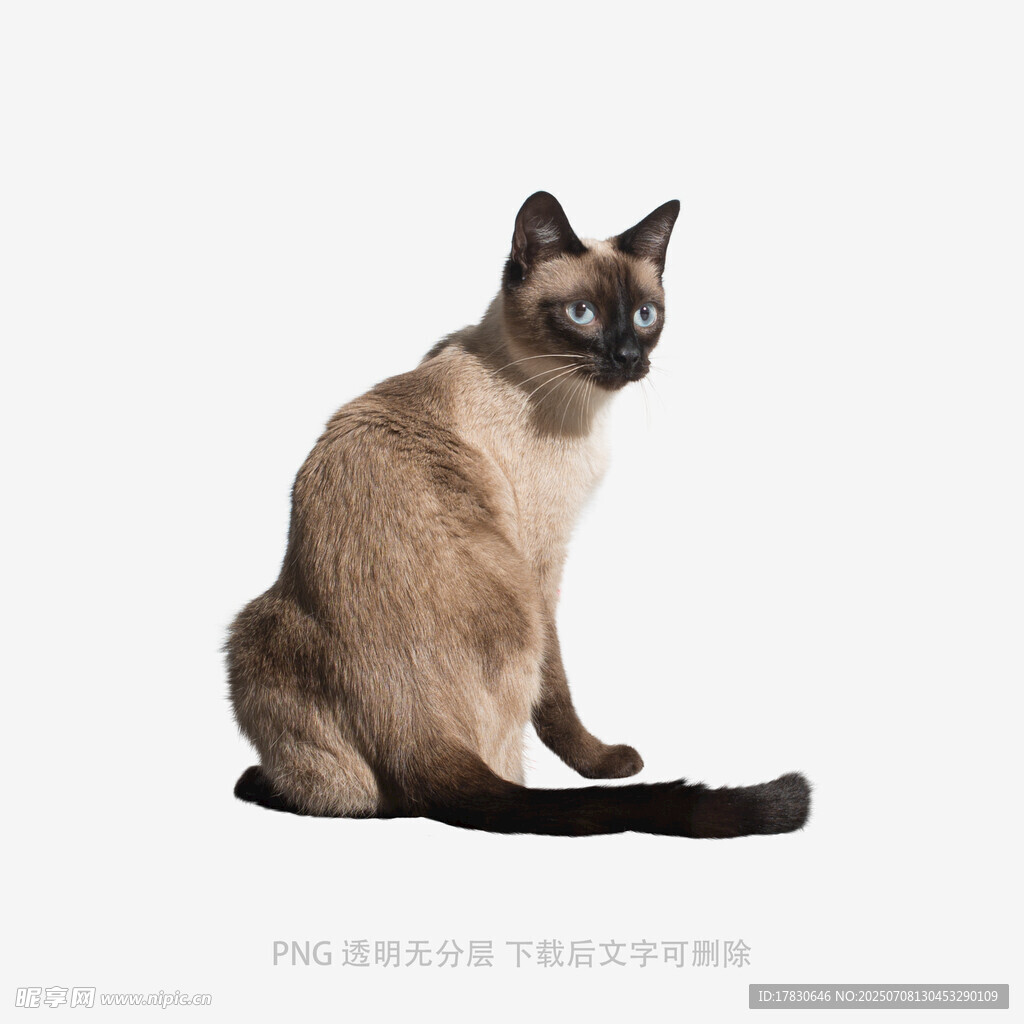 坐着的暹罗猫