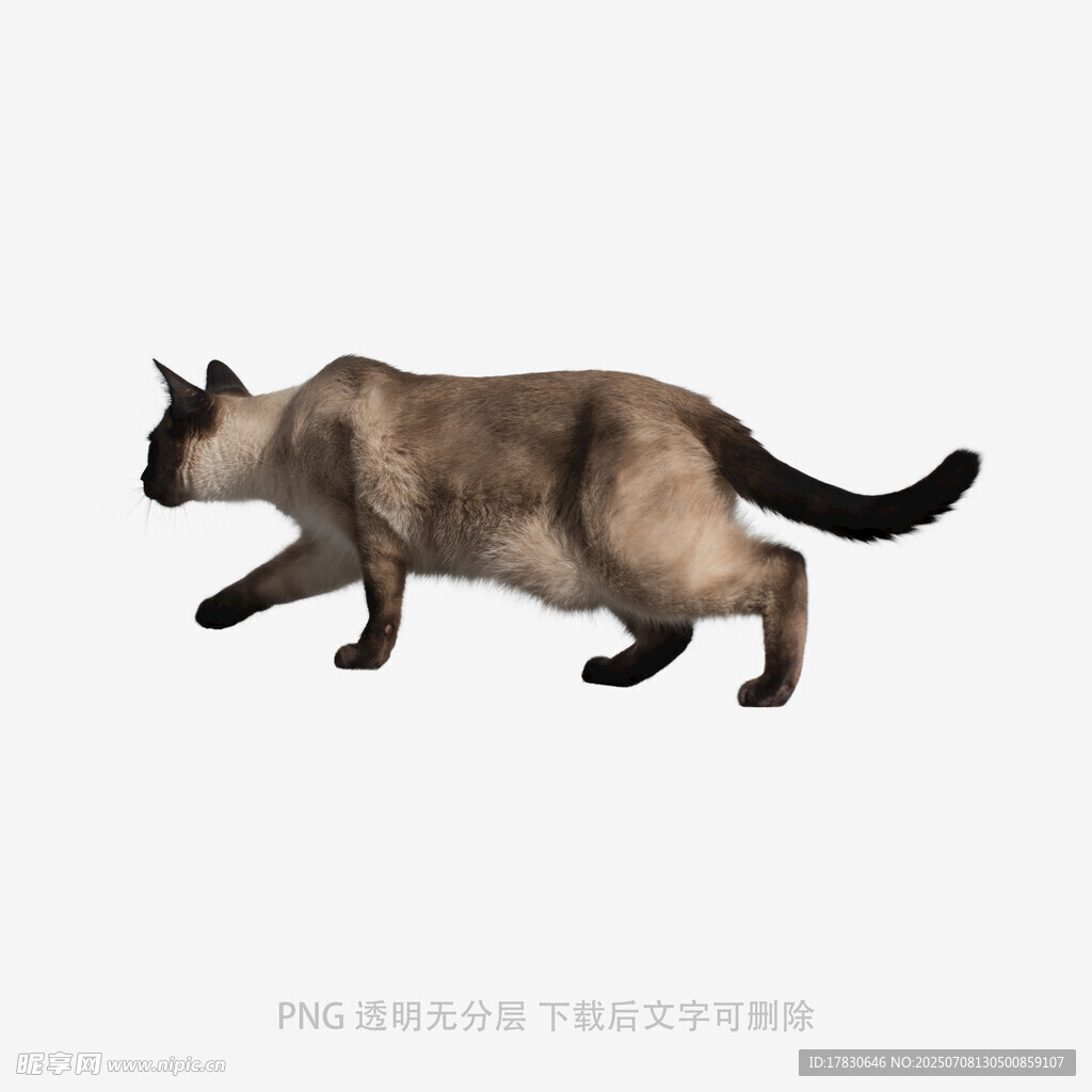 暹罗猫动态姿态展示