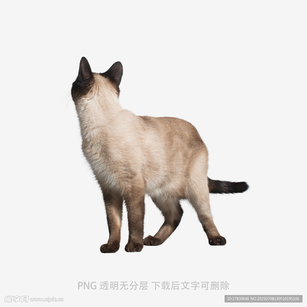 站立的暹罗猫