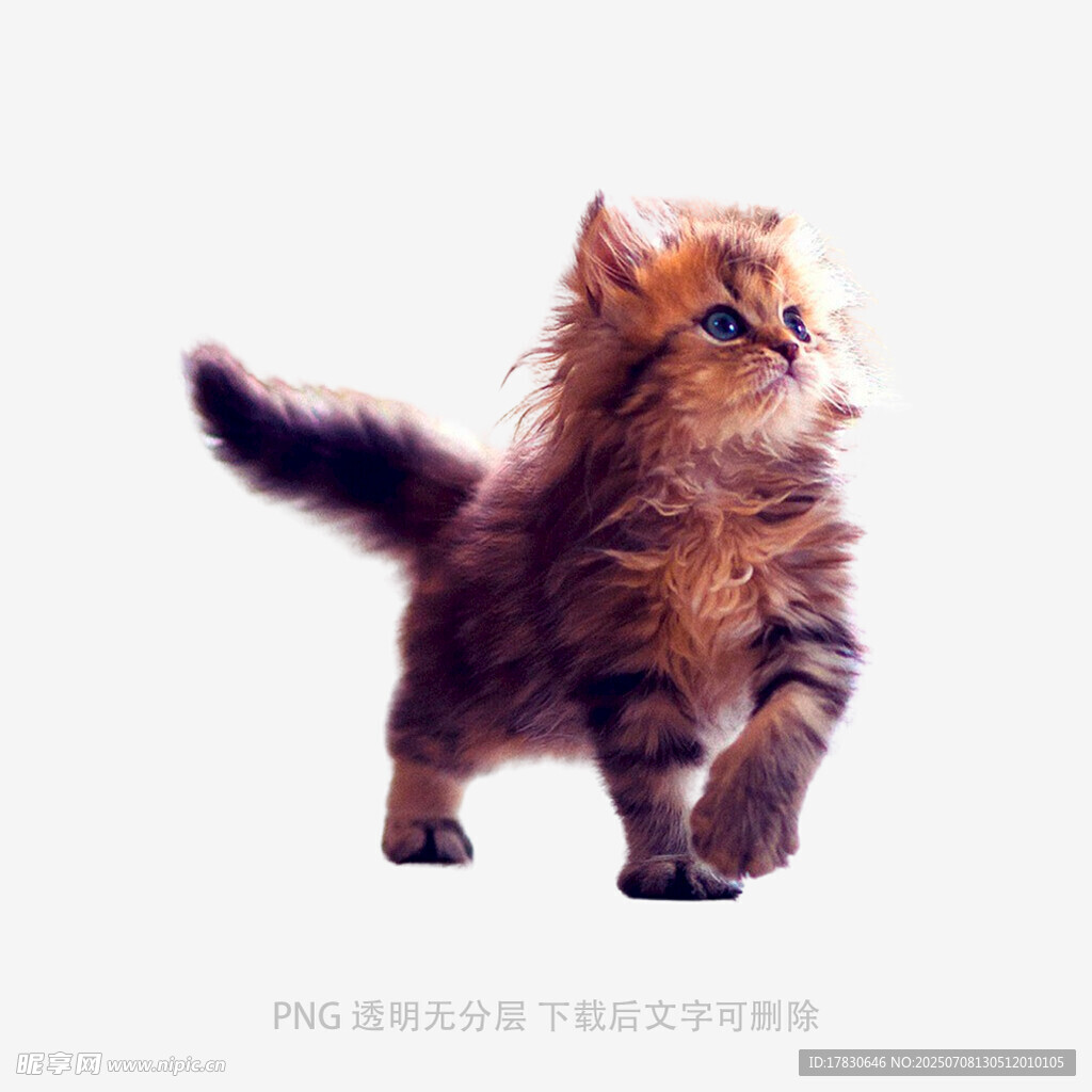 可爱小猫咪抬头张望