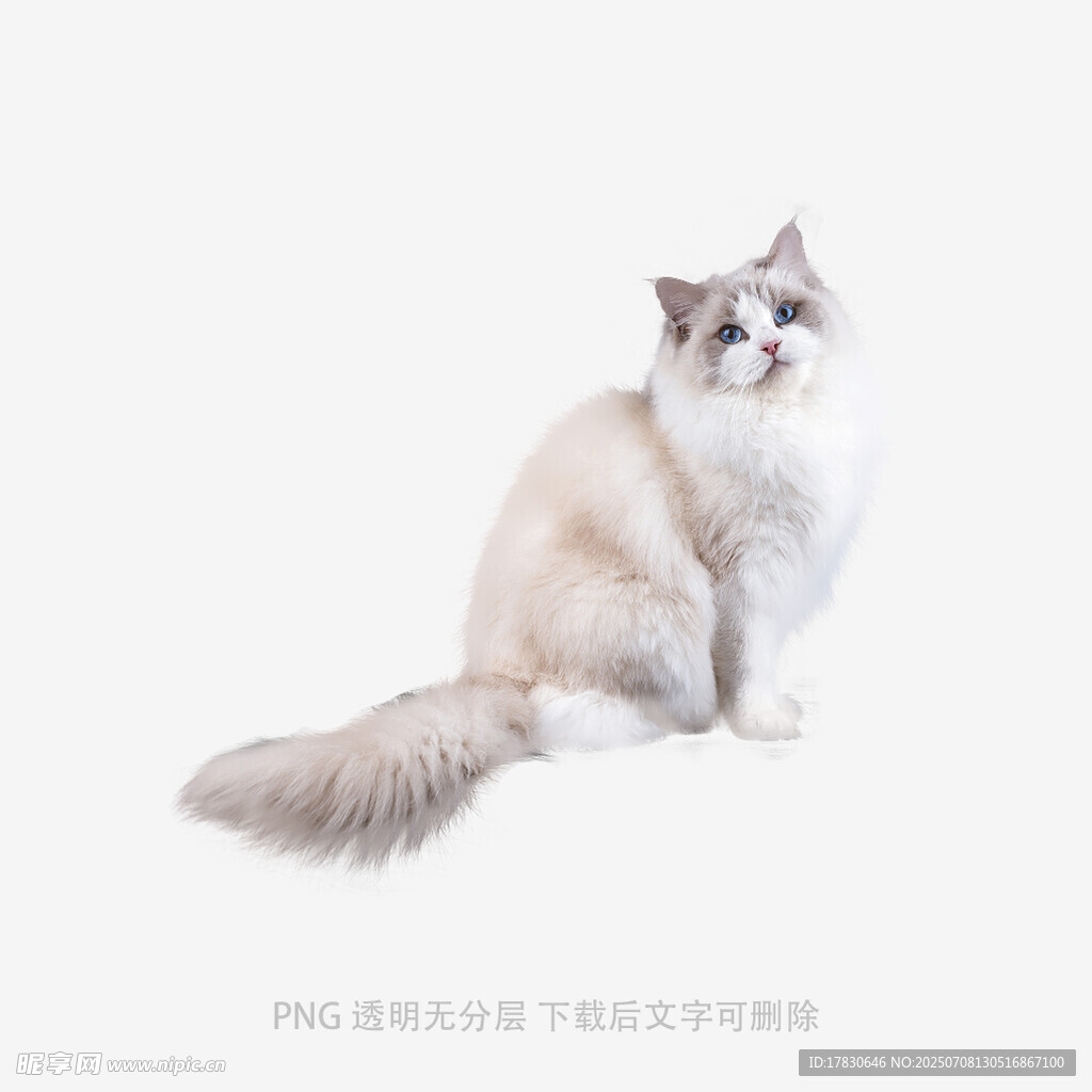 可爱长毛猫优雅端坐