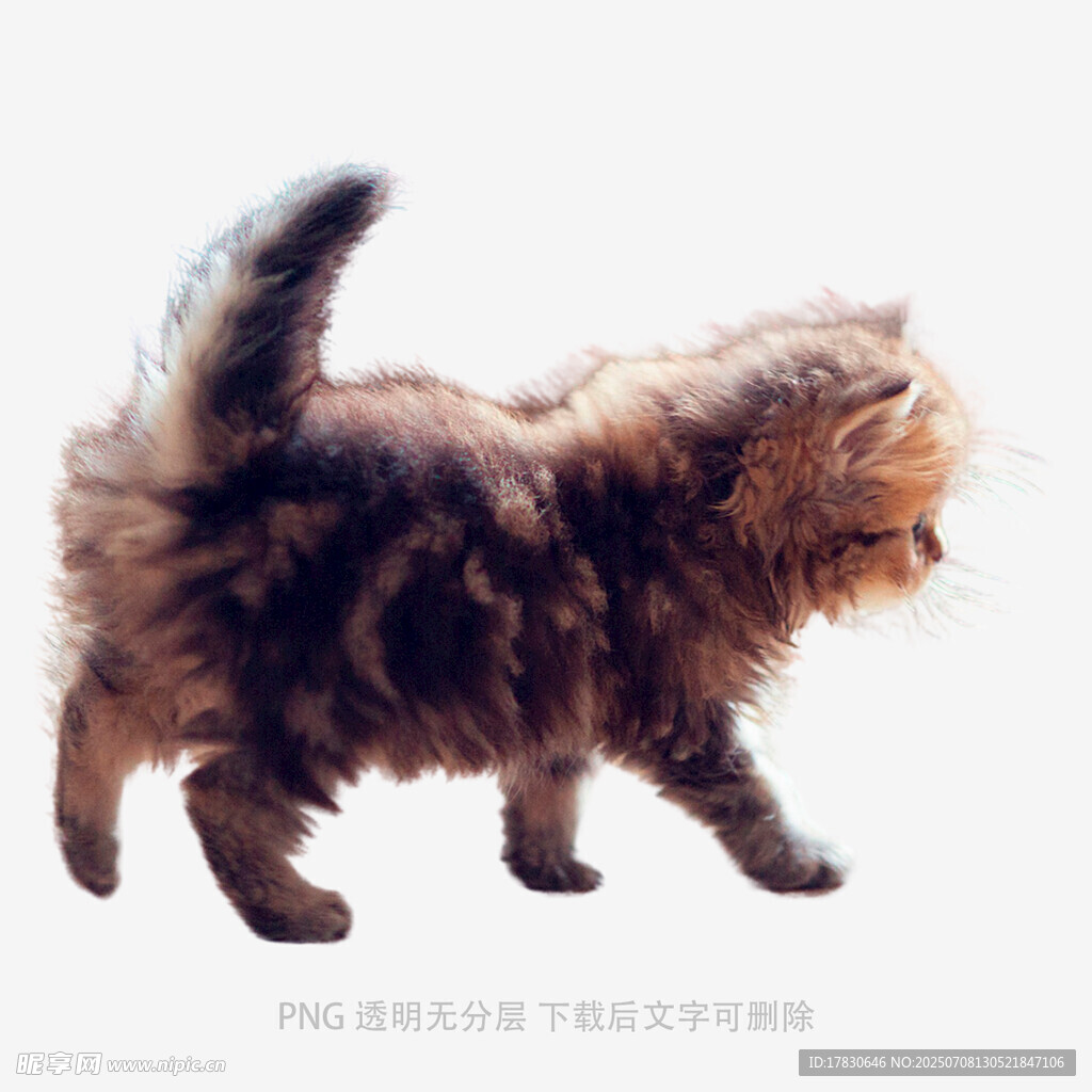 可爱长毛小猫优雅行走