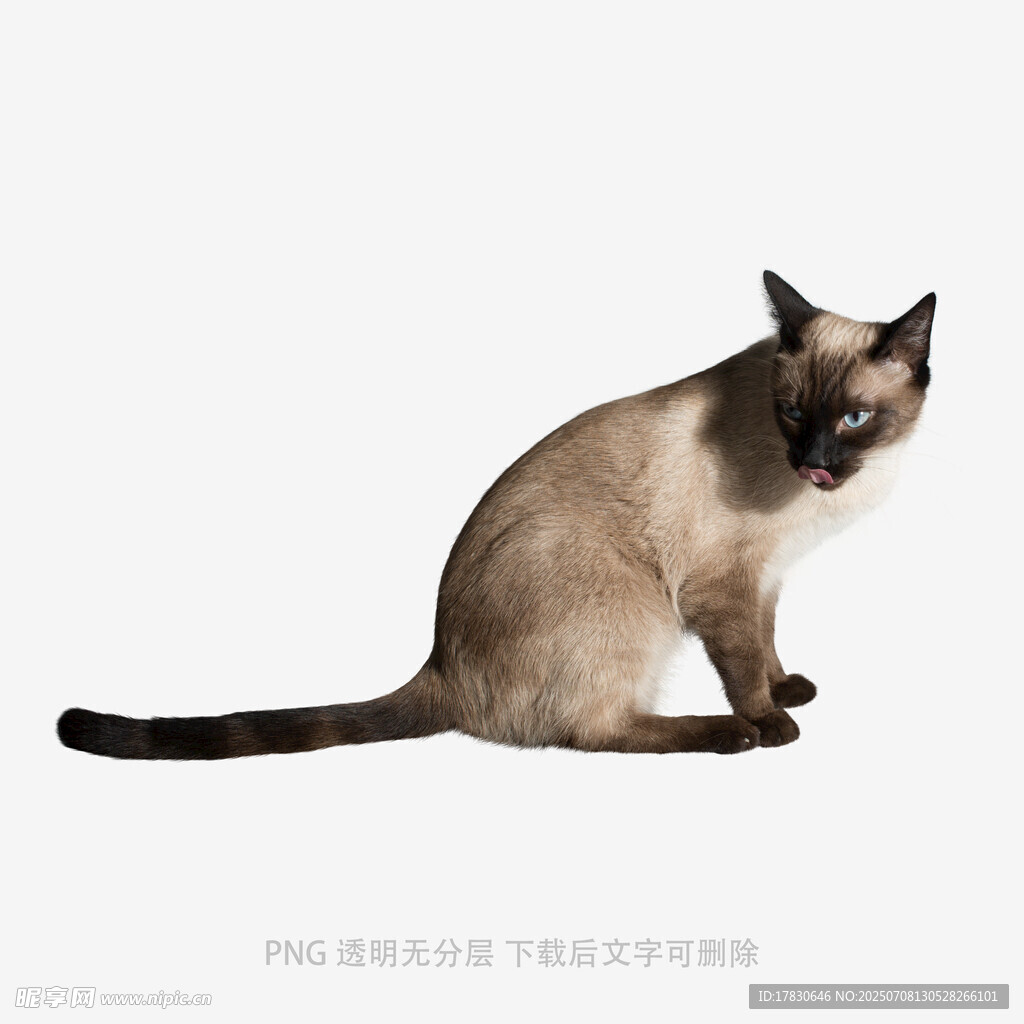 坐着的暹罗猫