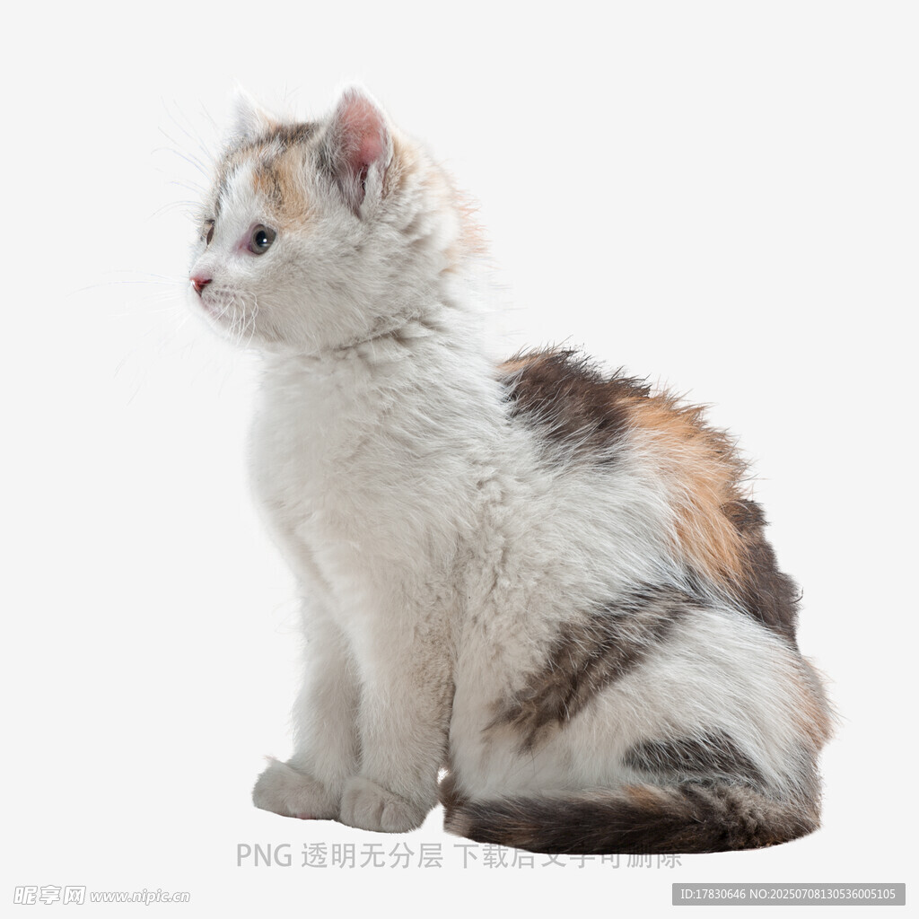 可爱三色小猫坐立
