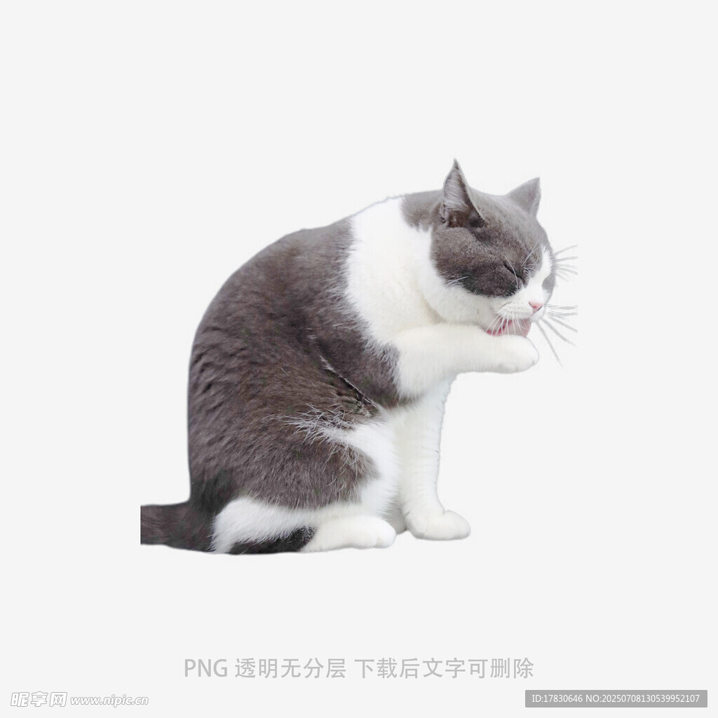 灰白猫咪蹲坐姿态特写