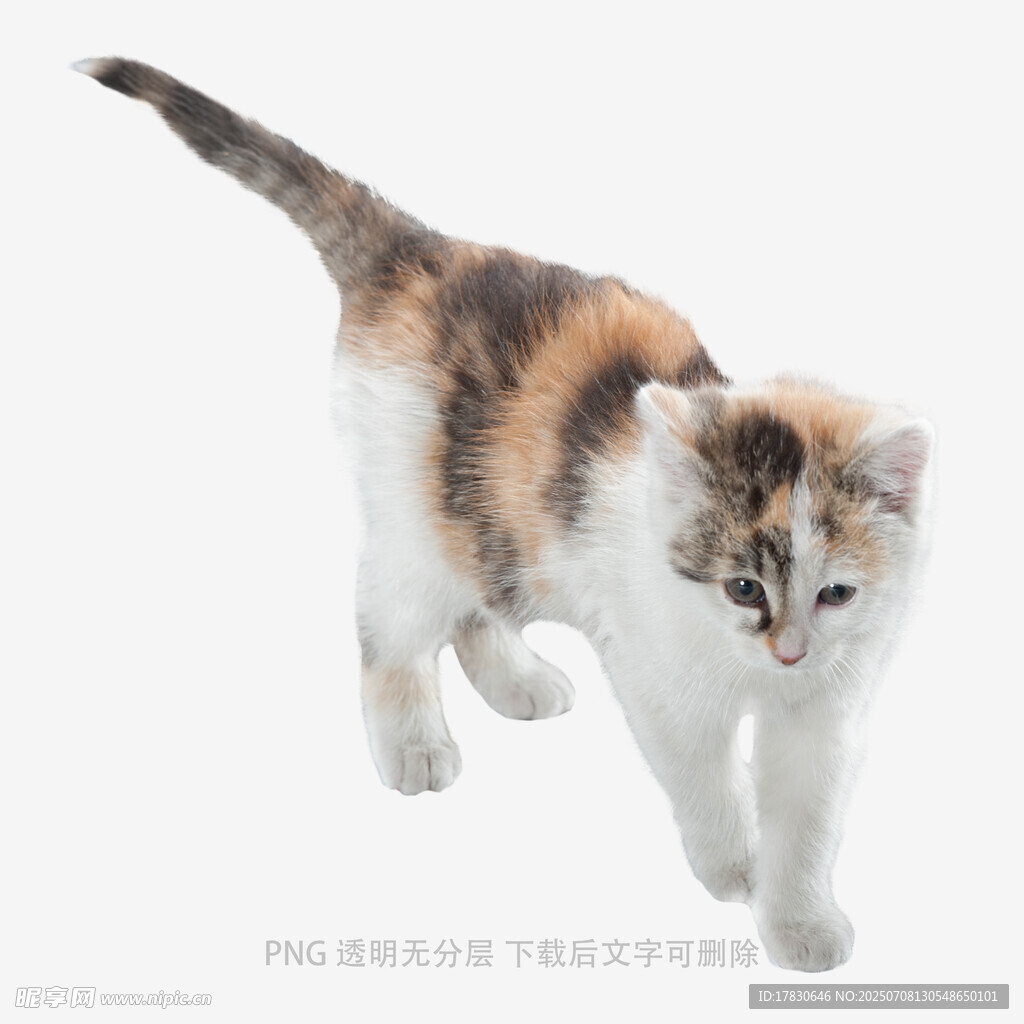 三色小猫俏皮行走