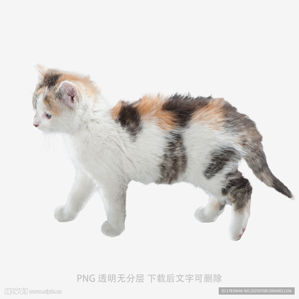 三色小猫行走瞬间