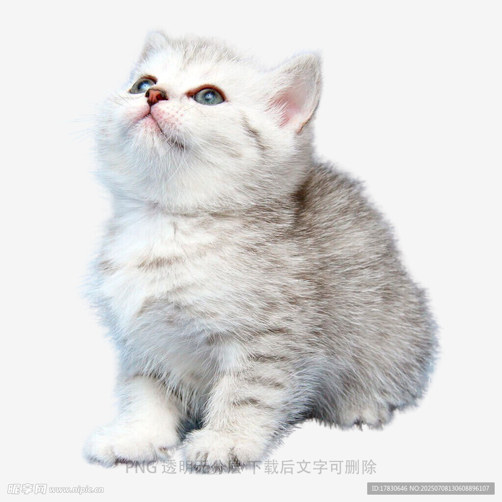 可爱银渐层小猫抬头望