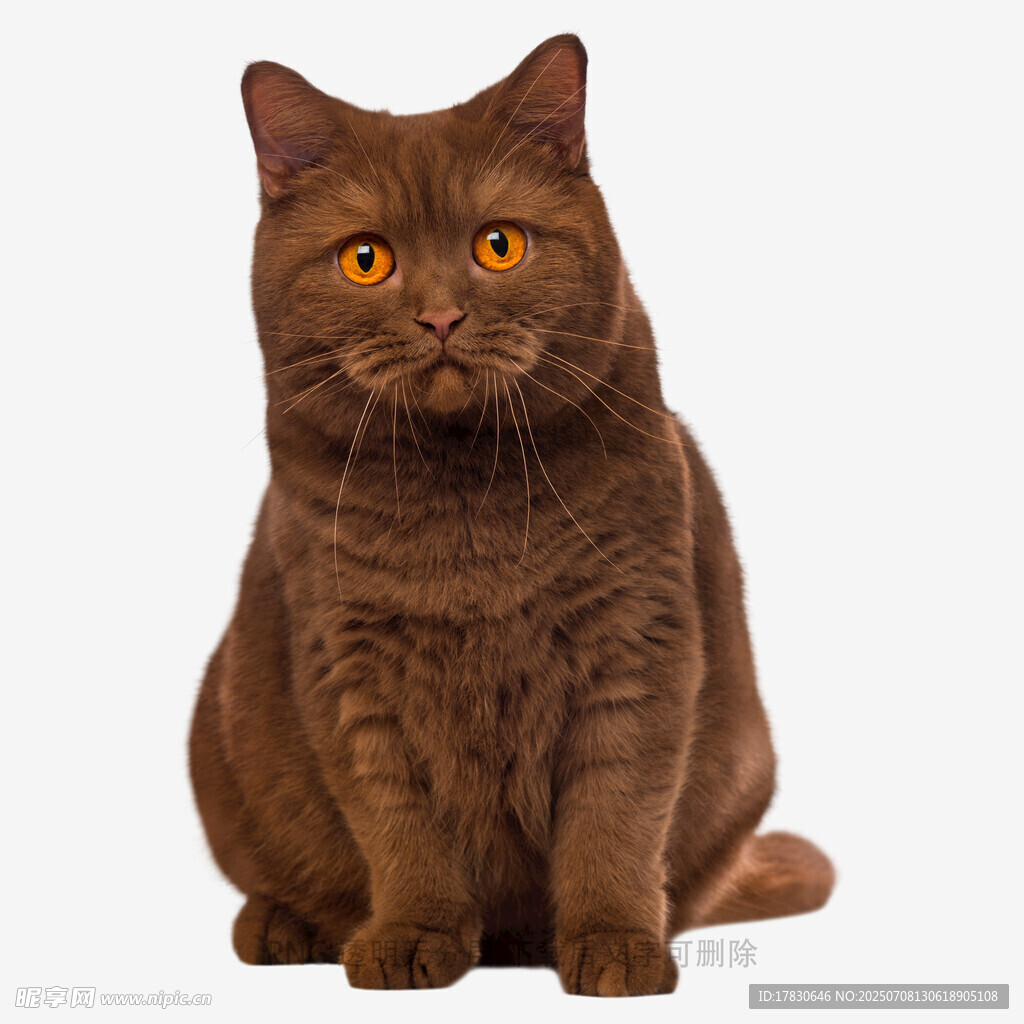 棕色英短猫端坐
