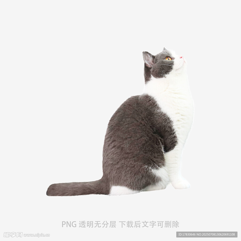 灰白猫咪端坐背影